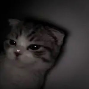 Meet your Posher, Jp